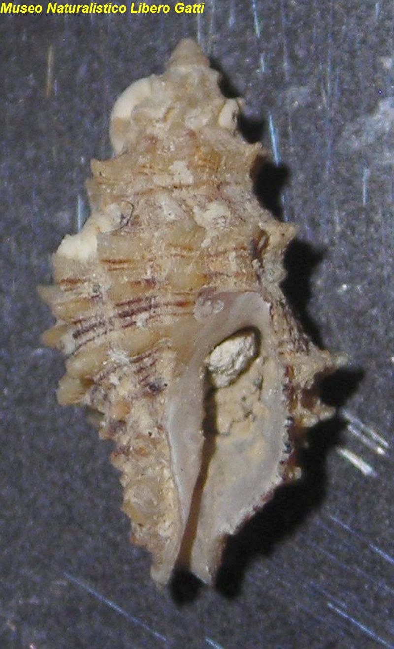 no photo for this shell